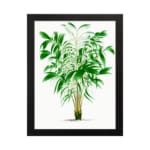 Vintage wall art of a green leafy plant with narrow leaves in varying shades of green, framed in black for a modern touch. hung on the wall