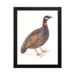 Vintage wall art of a speckled bird with brown, black, and white feathers, framed in black, ideal for nature-themed spaces. hung on the wall