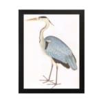 Vintage heron bird illustration with soft blue, black, and white feathers. Framed in black, offering classic nature-inspired wall art. hung on the wall