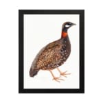 Detailed illustration of a speckled ground bird with a reddish-orange neck and black-and-white face, set on a white background. hung on the wall