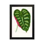 Heart-shaped tropical leaf in green with a pink stripe, set on a white background with a black frame. hung on the wall