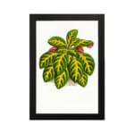 Vintage wall art of a leafy plant with green, yellow, and pinkish-red leaves on a white background, framed in black. hung on the wall