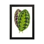 Infidu Vibrant Green and Purple Leaf Vintage Wall Art featuring bright green and purple leaves with natural detailed patterns. hung on the wall