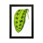 Vintage wall art featuring a green leaf with dark oval markings on a white background, framed in black. hung on the wall