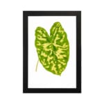 Vintage wall art of a large green tropical leaf with bright yellow streaks on a white background and black frame. hung on the wall