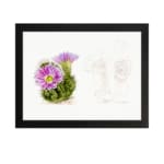Vintage botanical art of a blooming cactus with purple flowers and pencil sketch detail on white background. hung on the wall