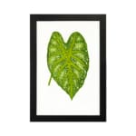 Heart-shaped green leaf with yellow-green veins on white background, framed in black – vintage botanical wall art. hung on the wall