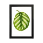 Vintage botanical wall art of a single striped green leaf with light and dark shades, set on a white background with a black frame. hung on the wall