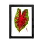 Vintage wall art showing a green leaf with bold red veins on a white background, framed in black. hung on the wall
