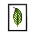 Vintage wall art of a green leaf with white stripes and a purple edge hung on the wall