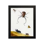 Infidu vintage wall art featuring detailed insects, including a beetle, butterfly, and smaller bugs, set against an off-white background with a touch of wild landscape. hung on the wall on a white background