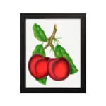 Vintage wall art featuring two red plums with green leaves on a white background. hung on the wall