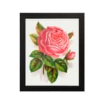 Vintage pink rose in full bloom with green leaves on a white background. hung on the wall