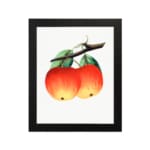 Vintage wall art of red and yellow apples with green leaves on a white background. hung on the wall