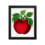 Vintage red apple wall art with green leaves on a white background, perfect for kitchen or dining room decoration. hung on the wall