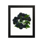Infidu Vintage Blackberry Wall Art showing detailed dark blackberries with green leaves on a white background. hung on the wall