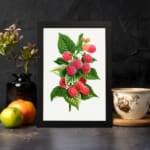 Vintage wall art of ripe red and pink raspberries with green leaves on a white background, framed in black. displayed on the wall