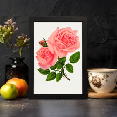 Vintage pink rose wall art with two full-bloom roses and green leaves on white background. displayed on the wall