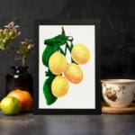 Vintage art of four yellow lemons with green leaves on a white background, framed in black. displayed on the wall