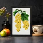 Vintage art of golden yellow grapes and green leaves on a vine in botanical illustration style. displayed on the wall
