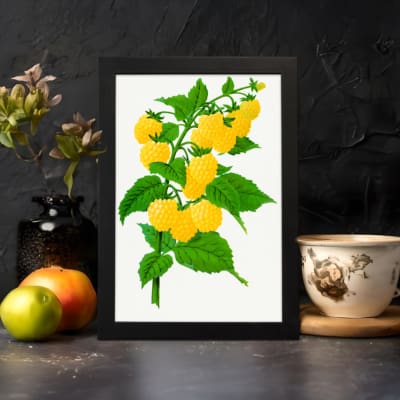 Vintage botanical art print of yellow raspberries on a green leafy branch with a white background from Infidu. displayed on the wall
