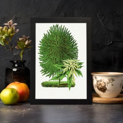 Vintage botanical wall art of a green plant with two distinct leaf types on a white background. displayed on the wall