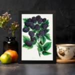 Vintage wall art print of ripe blackberries with green leaves on a white background in classic botanical style. displayed on the wall