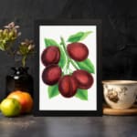 Infidu vintage wall art print of deep red plums with green leaves on a white background in classic botanical illustration style. displayed on the wall