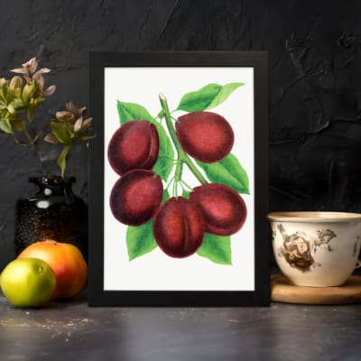 Infidu vintage wall art print of deep red plums with green leaves on a white background in classic botanical illustration style. displayed on the wall