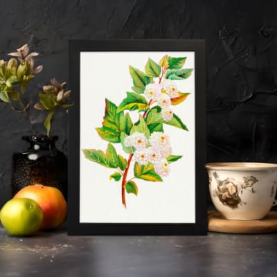 Vintage botanical wall art showing white flowers with pink petals and green leaves on a brownish-red stem against a white background. displayed on the wall