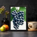 Vintage botanical wall art showing dark purple grapes with green leaves on a white background. displayed on the wall