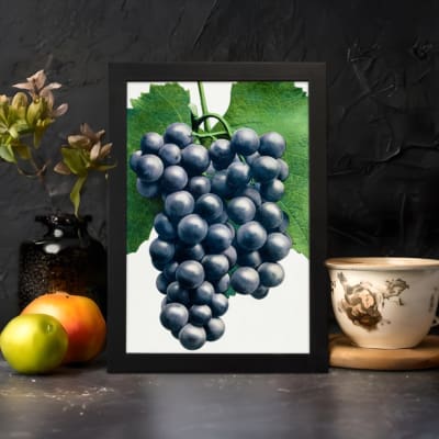 Vintage botanical wall art showing dark purple grapes with green leaves on a white background. displayed on the wall