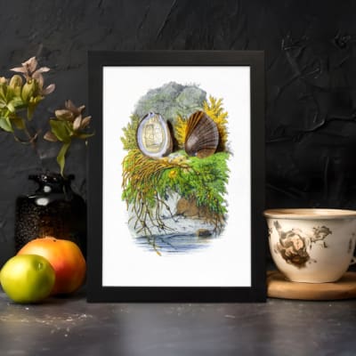 Vintage wall art showing two detailed seashells with seaweed on a white background, framed in black for a coastal nature-inspired look. displayed on the wall