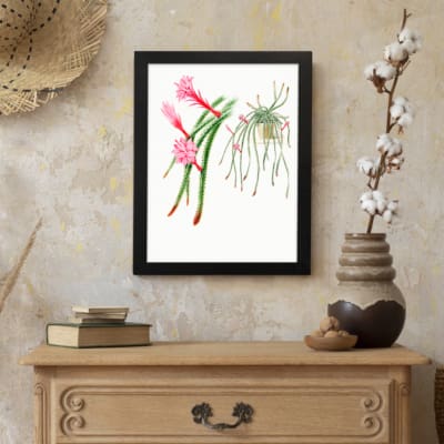 Vintage botanical wall art featuring cactus-like plants and air plants with pink flowers, framed in black for a clean, natural look. displayed on the wall