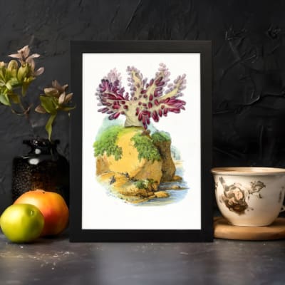 Vintage wall art of a plant with purple and red leaves on a mossy rock, set against a cream background and framed in black. displayed on the wall