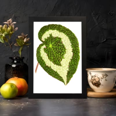 Green leaf with creamy white swirl pattern, detailed texture, on white background, framed in black – Infidu vintage botanical wall art. displayed on the wall