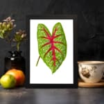 Vintage botanical art of a green leaf with red veins and white spots, framed in black on a plain white background. displayed on the wall