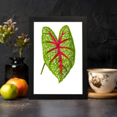 Vintage botanical art of a green leaf with red veins and white spots, framed in black on a plain white background. displayed on the wall