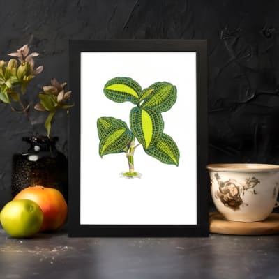 Vintage wall art of a small plant with green and yellow leaves, detailed design on a white background with a black frame. displayed on the wall