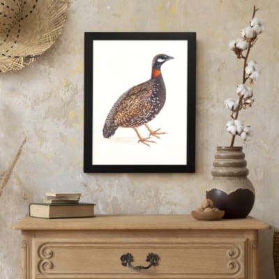 Vintage wall art of a speckled bird with brown, black, and white feathers, framed in black, ideal for nature-themed spaces. displayed on the wall