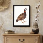 Detailed illustration of a speckled ground bird with a reddish-orange neck and black-and-white face, set on a white background. displayed on the wall in a black frame