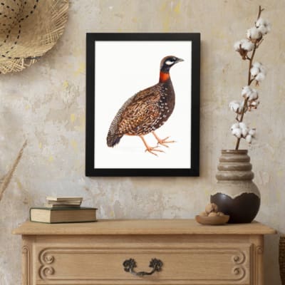 Detailed illustration of a speckled ground bird with a reddish-orange neck and black-and-white face, set on a white background. displayed on the wall in a black frame