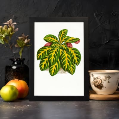 Vintage wall art of a leafy plant with green, yellow, and pinkish-red leaves on a white background, framed in black. displayed on the wall