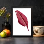 Vintage wall art with a single deep red leaf centered on a white background, framed in black. displayed on the wall