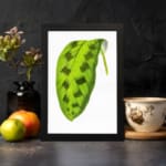 Vintage wall art featuring a green leaf with dark oval markings on a white background, framed in black. displayed on the wall in a black frame