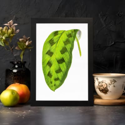 Vintage wall art featuring a green leaf with dark oval markings on a white background, framed in black. displayed on the wall in a black frame