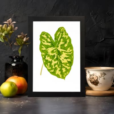 Vintage wall art of a large green tropical leaf with bright yellow streaks on a white background and black frame. displayed on the wall