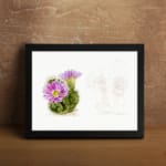 Vintage botanical art of a blooming cactus with purple flowers and pencil sketch detail on white background. displayed on the wall in a black frame