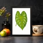Heart-shaped green leaf with yellow-green veins on white background, framed in black – vintage botanical wall art. displayed on the wall