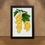 Vintage art of golden yellow grapes and green leaves on a vine in botanical illustration style. displayed on the wall